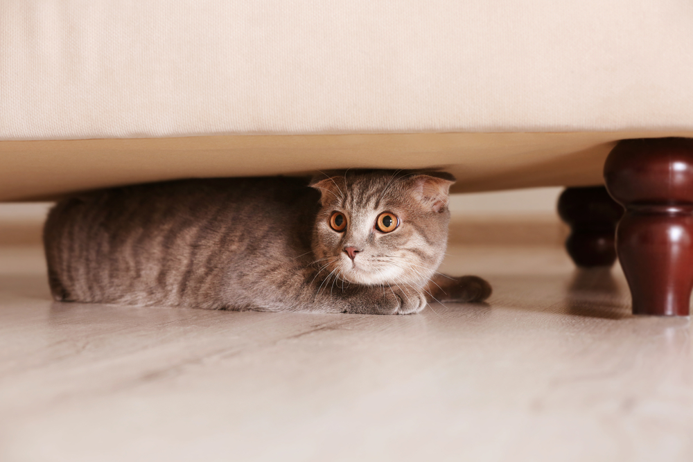 ベッドの下に隠れる猫