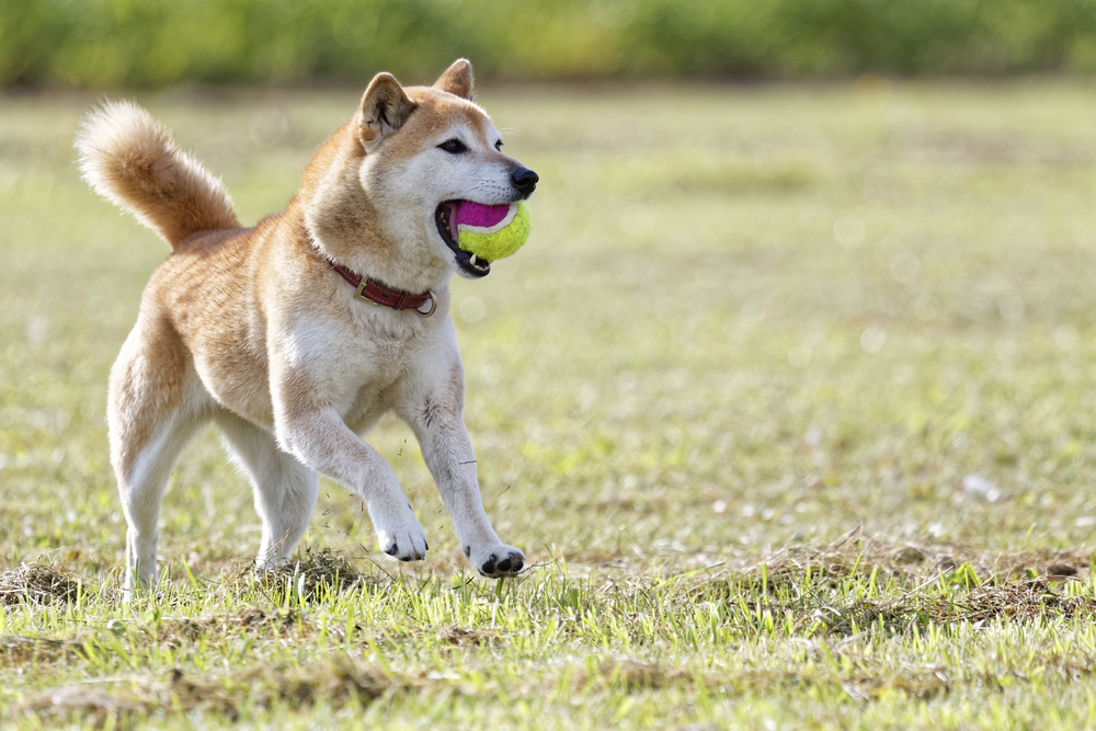 元気に遊ぶ柴犬