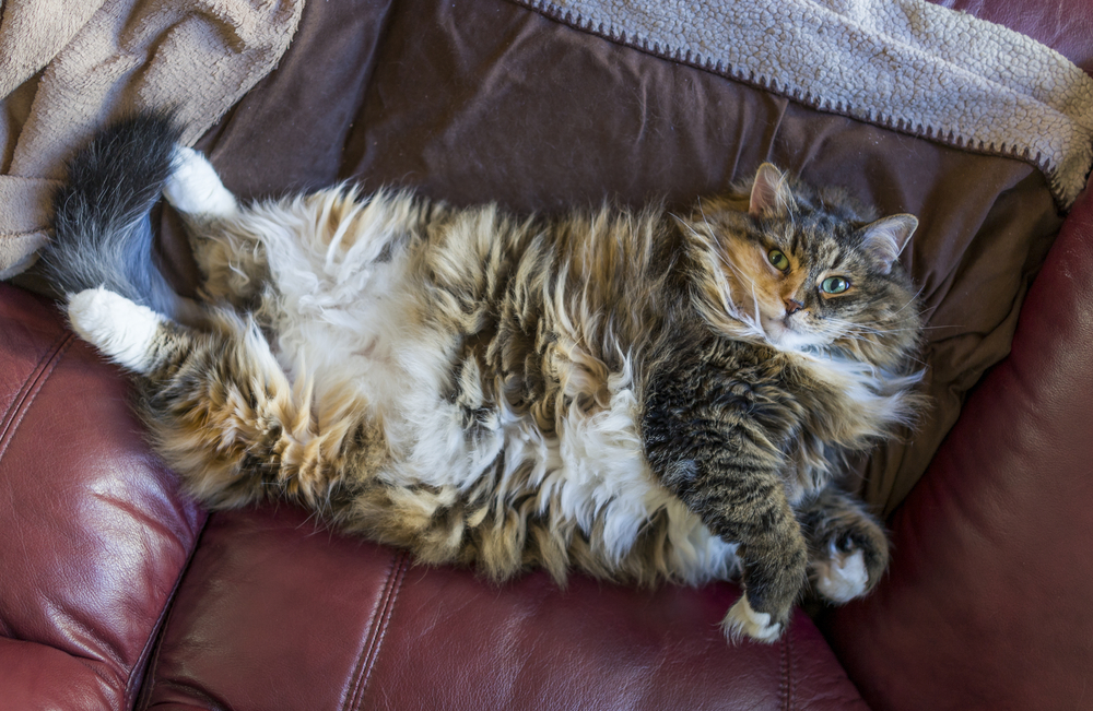 Fluffy, large overweight cat lying on back on couch exposing stomach