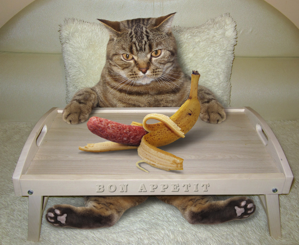 バナナがソーセージに見える猫