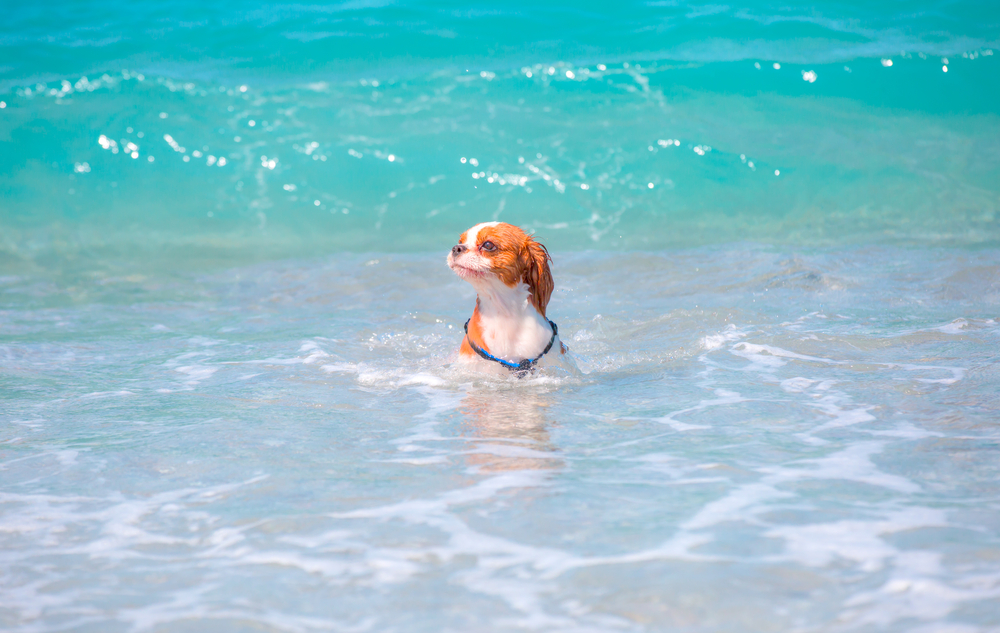 海で泳ぐ犬