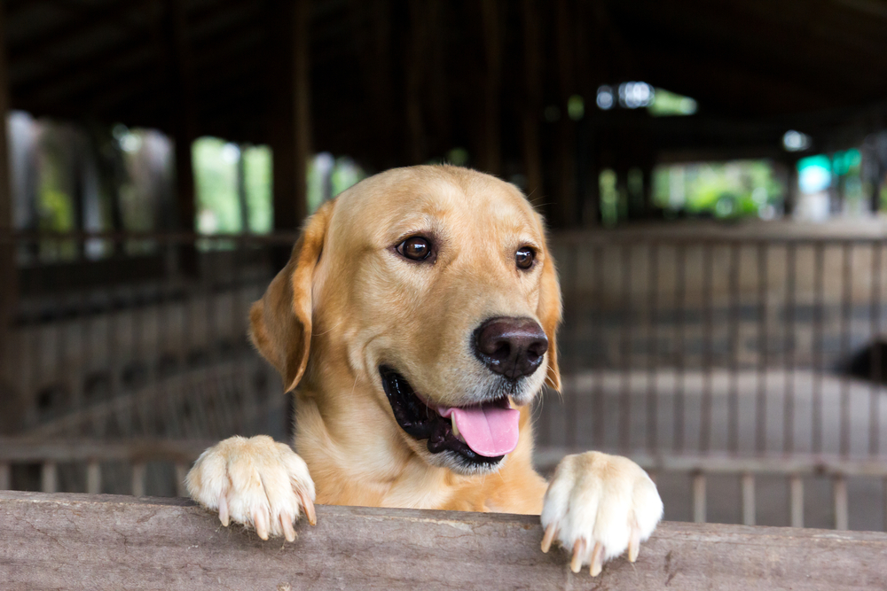 Brown dog stood and wait over the cage 