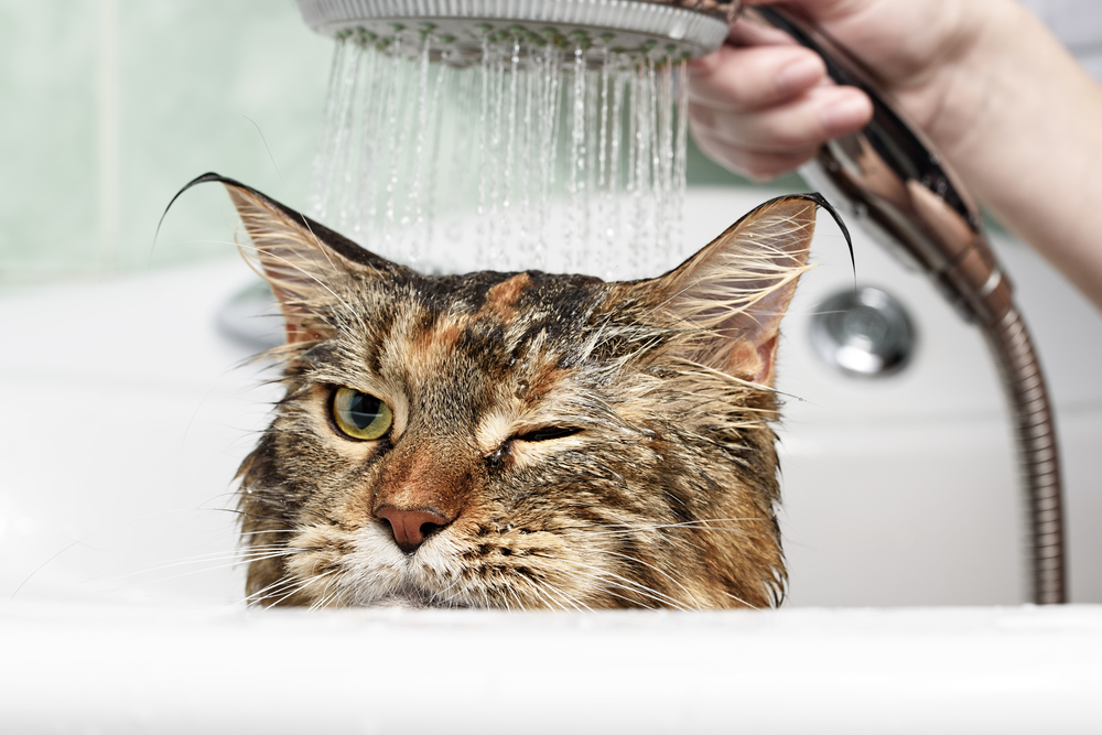 猫　怒る　お風呂