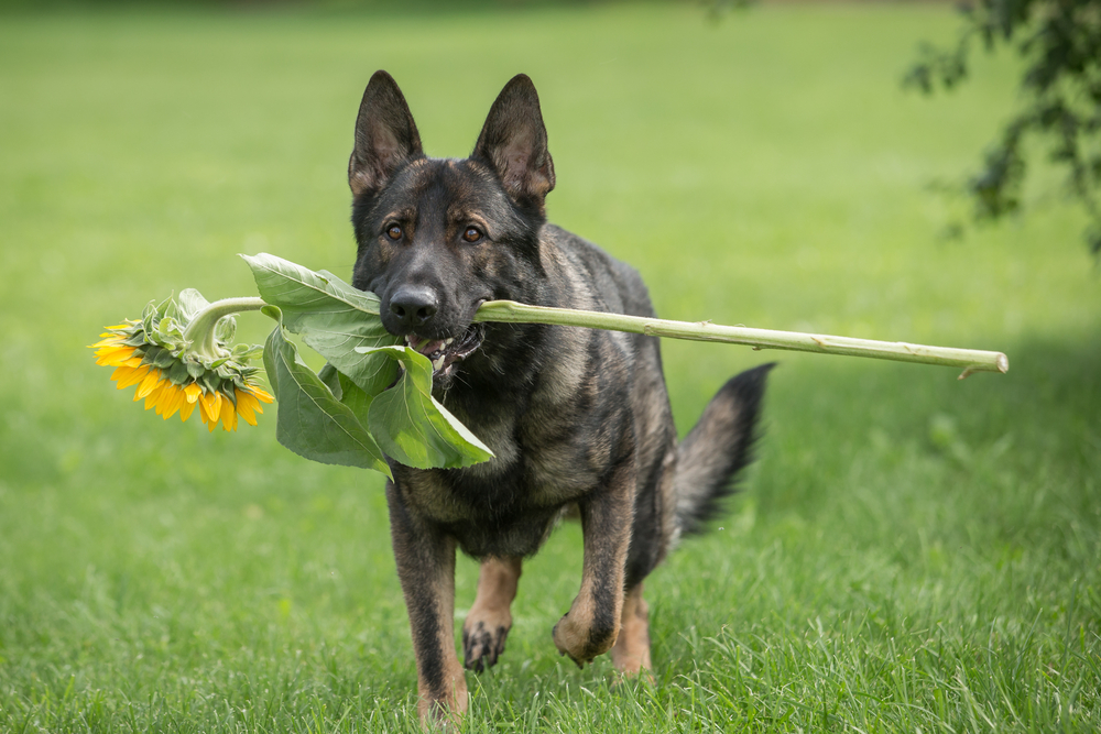 Working German shepherd brings flower in mouth