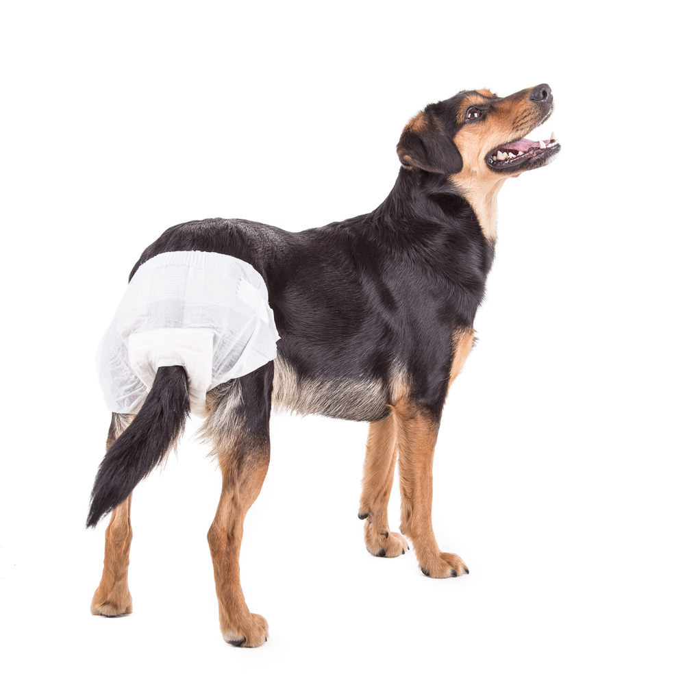 Male dog diapers looks down. Isolated on white.