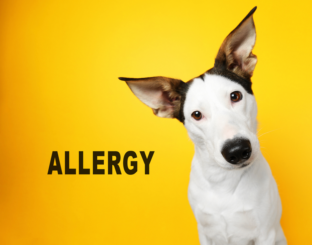アレルギーを持つ犬