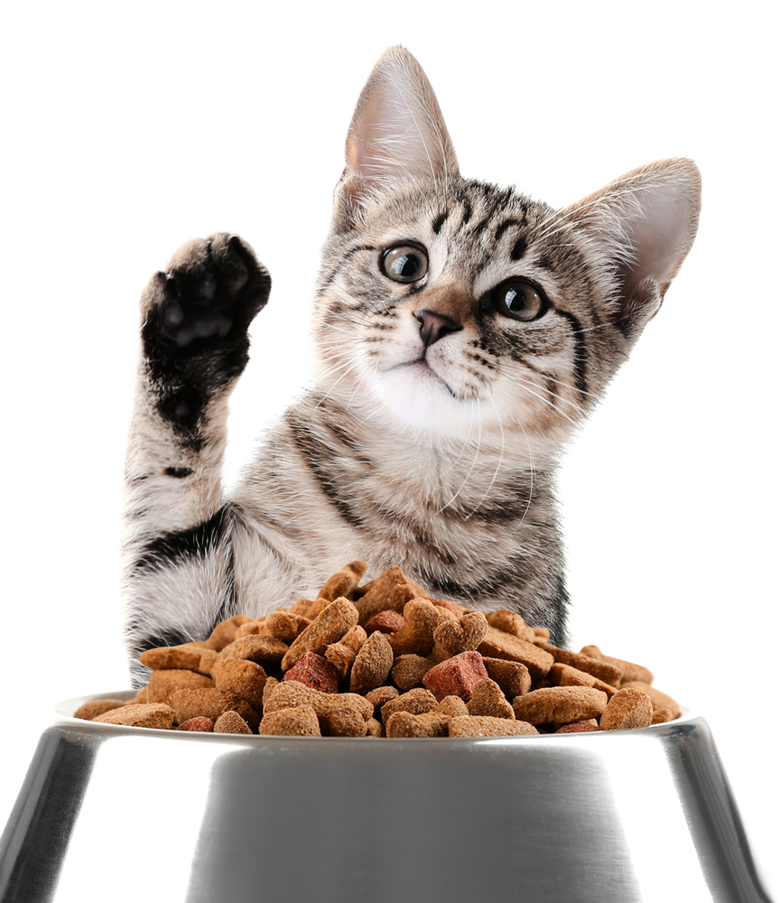 Cute kitten and bowl with dry food on white background
