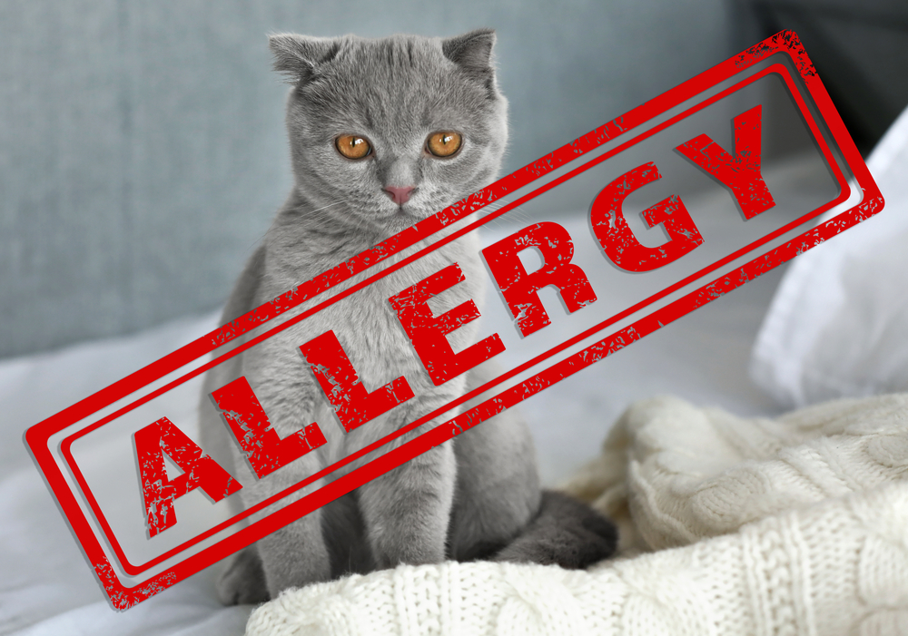 アレルギーの猫