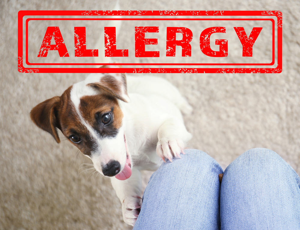 犬もアレルギーがある