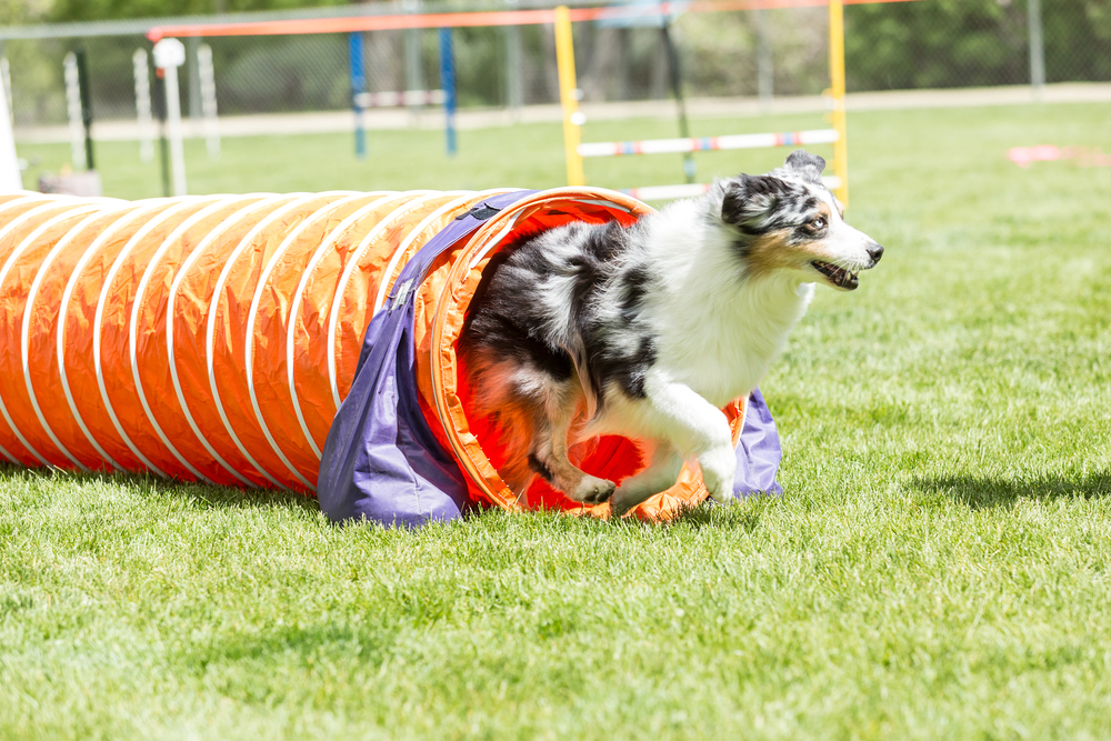 Dog in an agility competition set up in a green grassy park