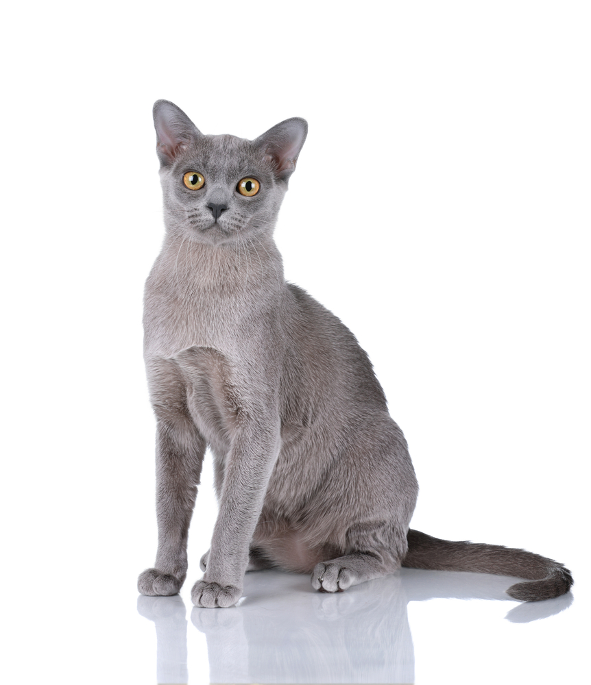 Burmese cat portrait on a white background