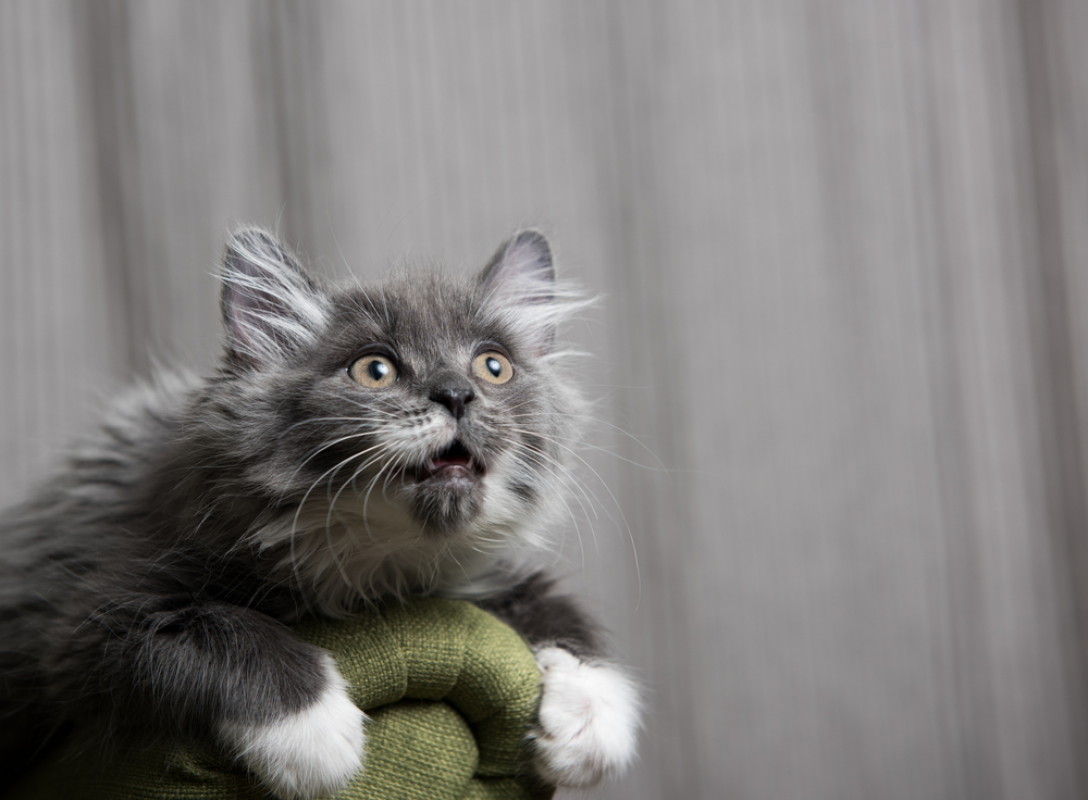 Tiny Fluffy Gray and White Kitten Sitting on Green Chair and Looking at Camera