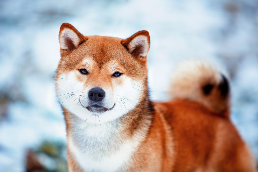 Redhead dog Japanese Shiba Inu breed with a cheerful muzzle