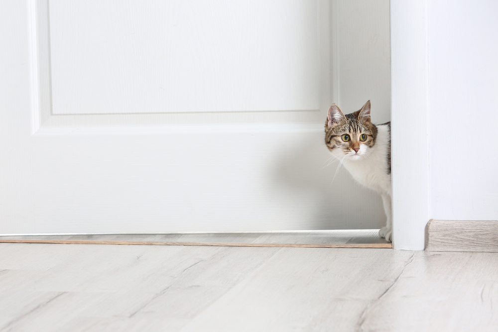 玄関ドアを空ける猫
