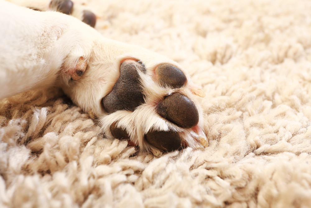 Dog paw close-up. White beagle paw on carpet. Macro of white dog paw.