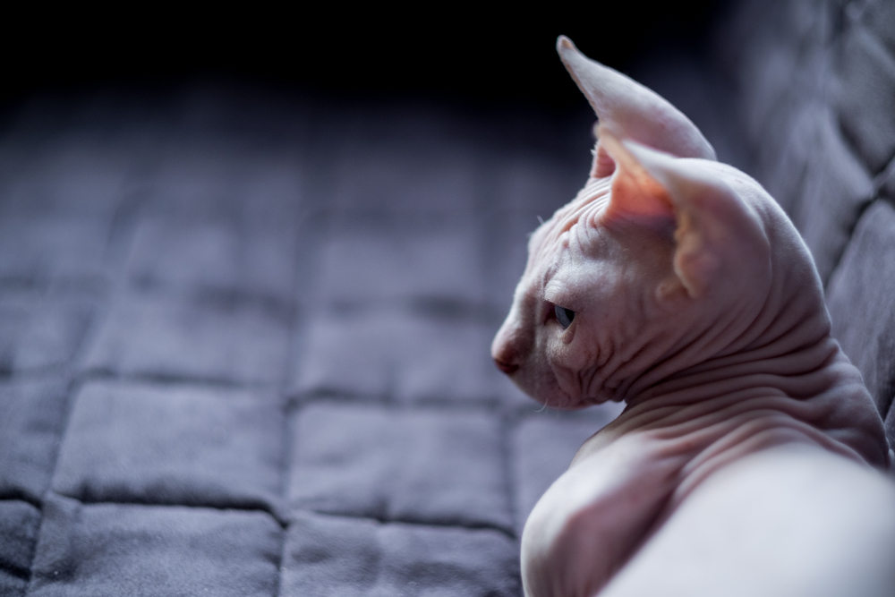 Bambino is sitting on a sofa. He is a breed of cat that was created as a cross between the Sphynx and the Munchkin breeds.