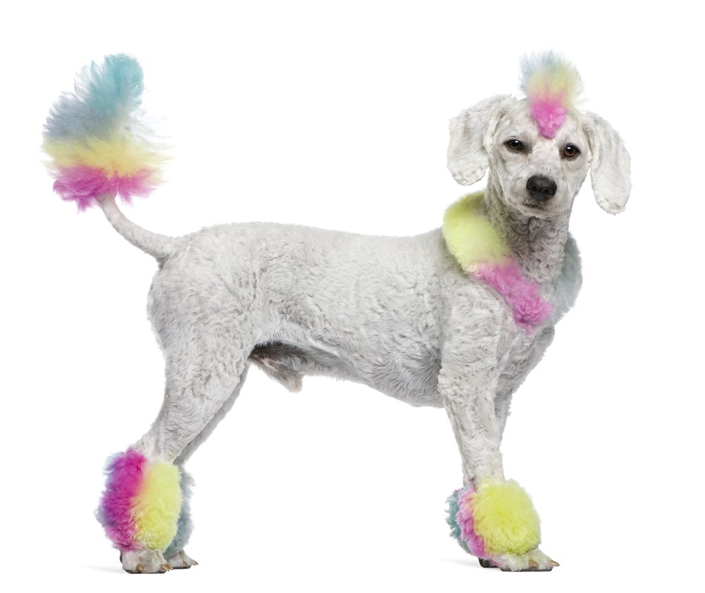 Poodle with multi-colored hair and mohawk, 12 months old, standing in front of white background