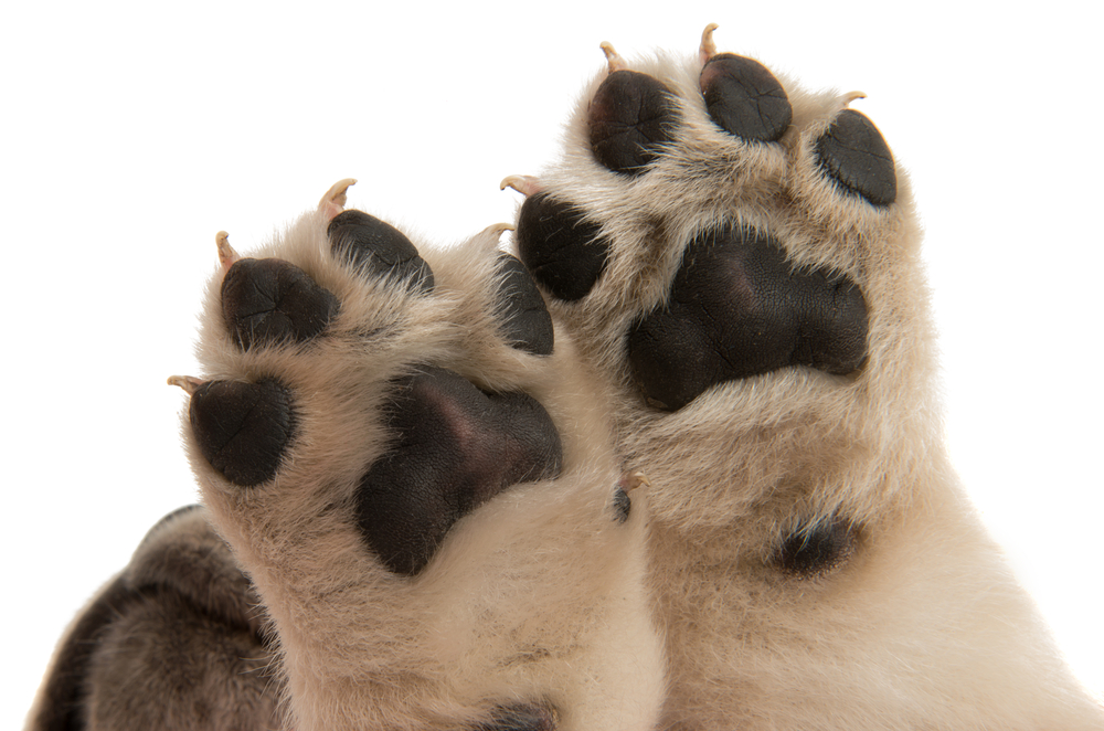 puppy paw isolated on white background