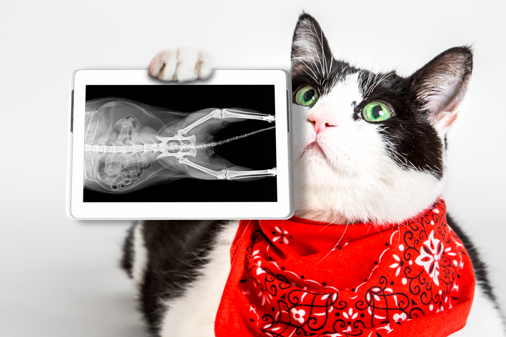 骨のレントゲン写真が写っているタブレットを見せている猫