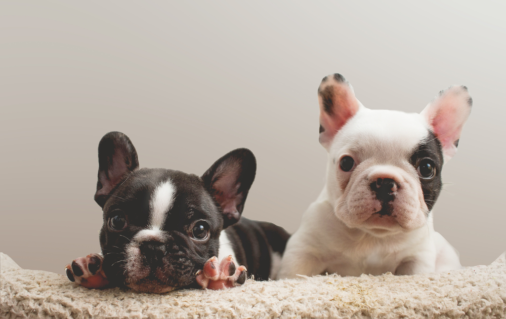 Two French Bulldog Puppies sitting next to each other in a wool basket. One Black and White and one White and Black. Yin and Yang.