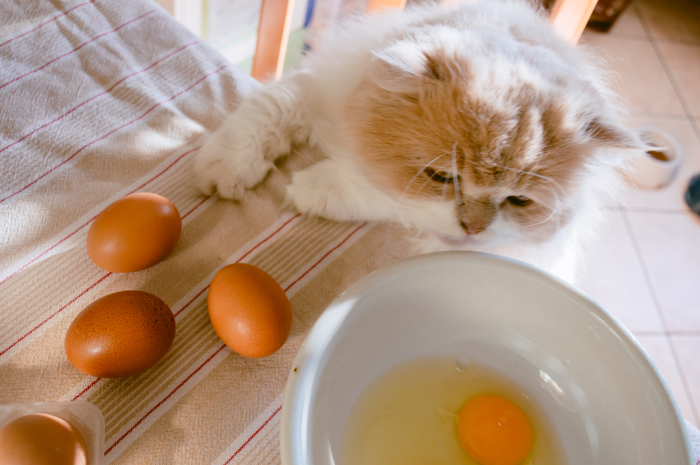 猫が卵を食べても大丈夫？与えるメリットや注意点をお伝えします！