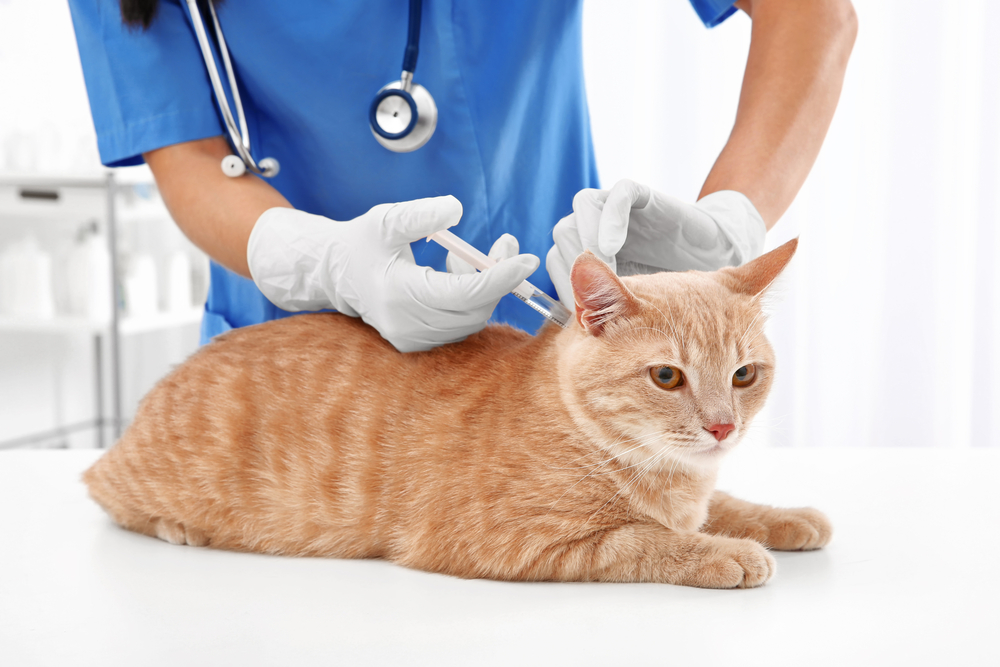 病院でワクチンを打ってもらっている猫