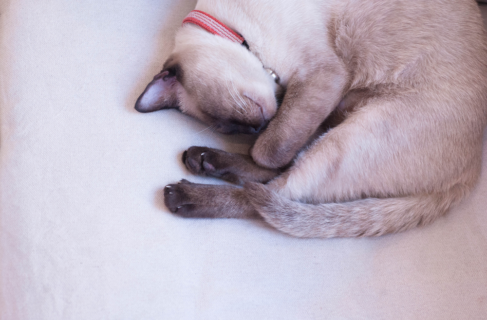 Siamese cat s sleeping