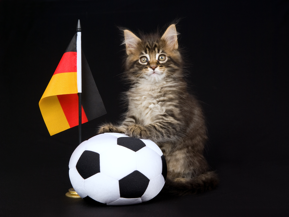 猫に関するドイツ語を紹介！猫の名前におすすめなドイツ語とは