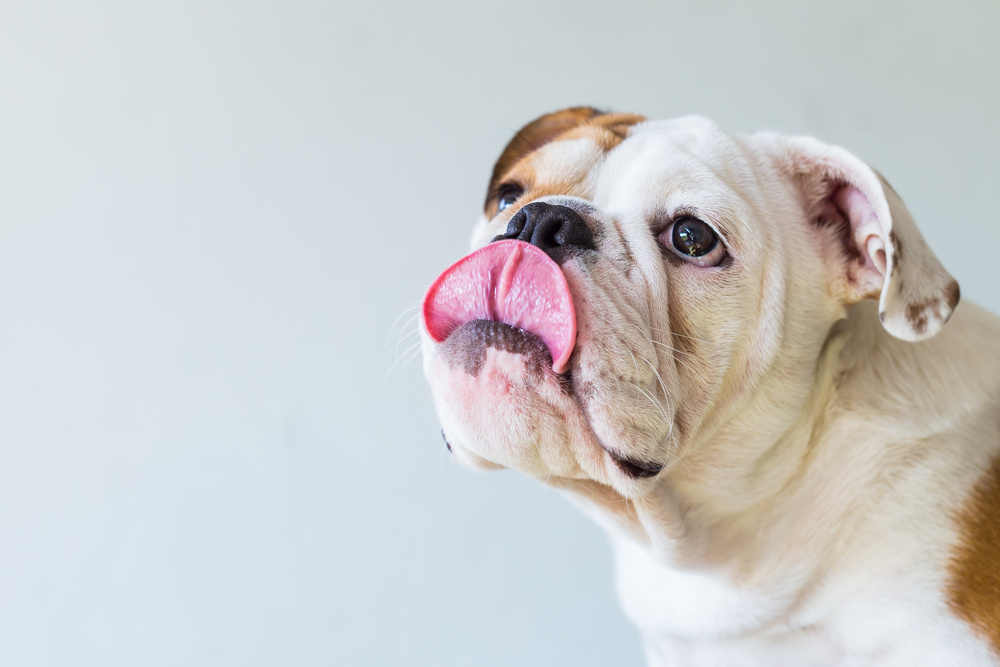 Dogs Bulldogs are looking and tongue.