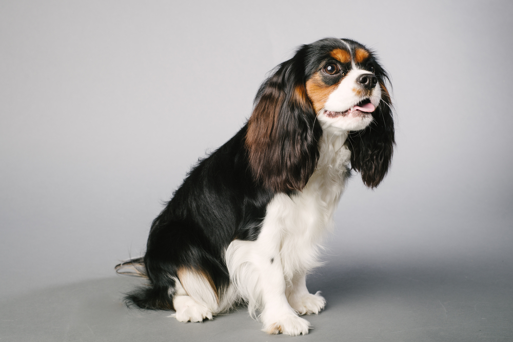 Cavalier King Charles Spaniel dog on a gray background