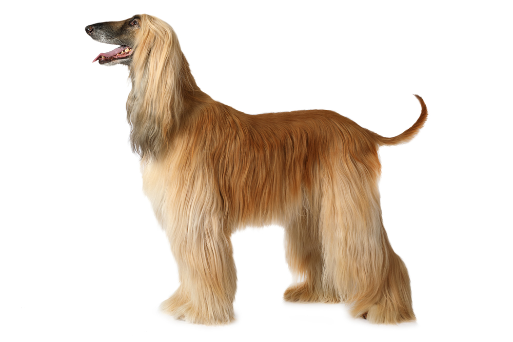 Thoroughbred Afghan hound dog standing in show position isolated on white background