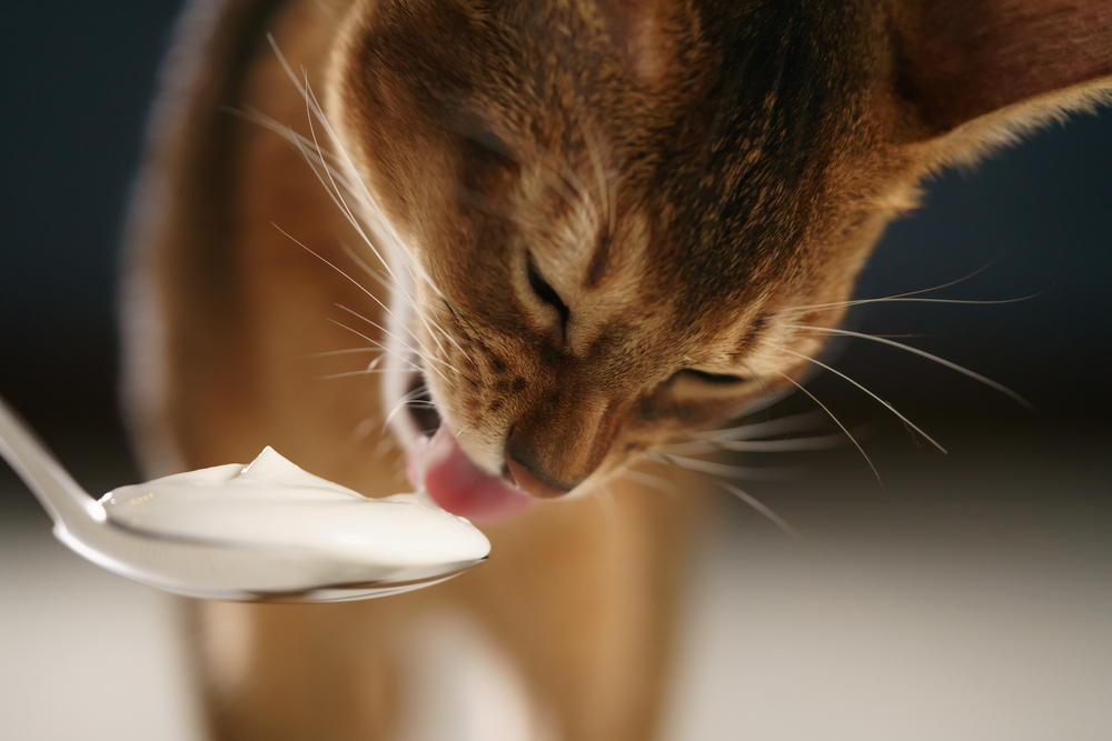 ヨーグルトを食べようとしている猫