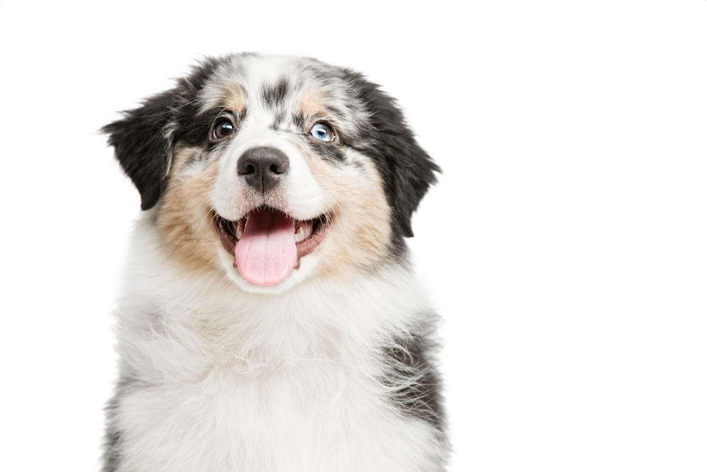 funny and cute portrait puppy Aussies or Australian shepherd, isolated background.