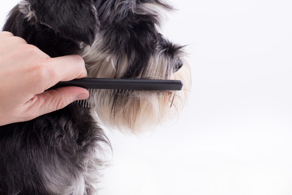 Groomer combing long hair of cute dog. Profile of  Miniature schnauzer against white background