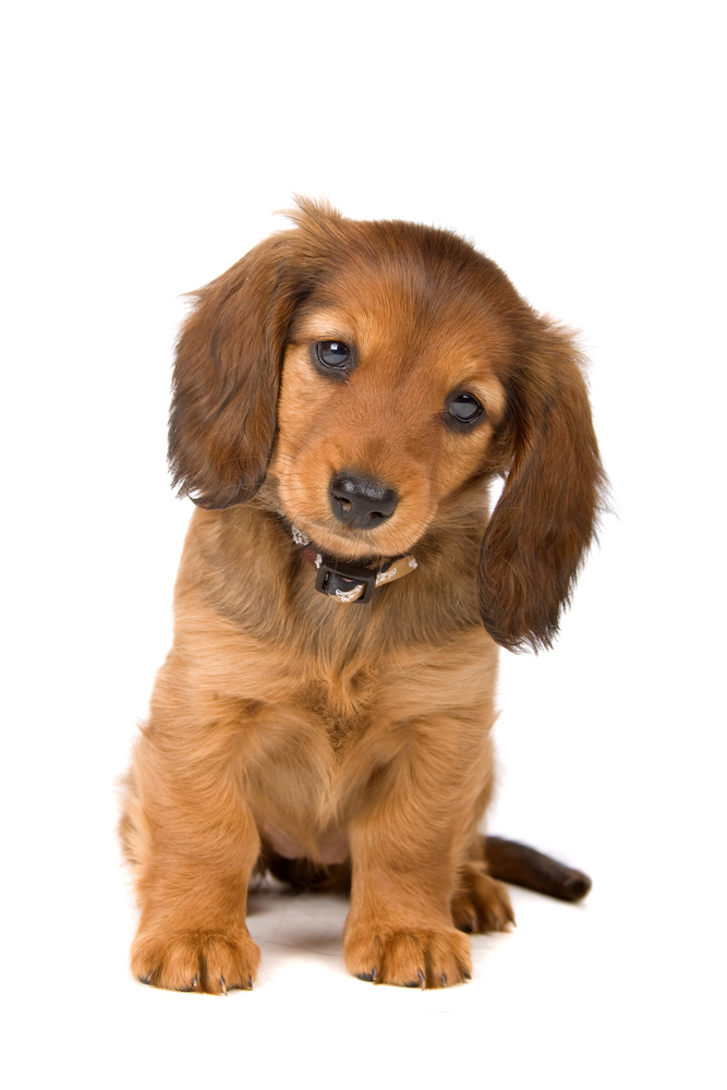 cute standard dachshund puppy looking at camera, isolated on a white background