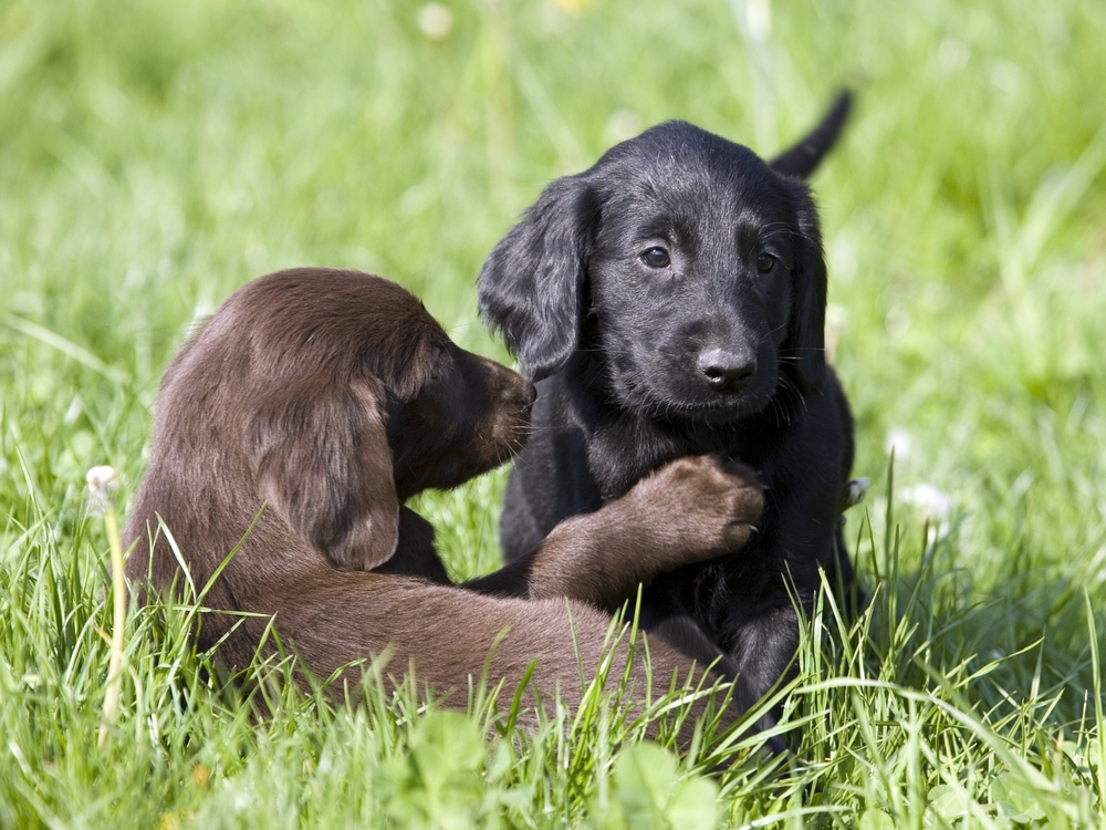 Brown and black puppies plying in grass (flat coated retrievers)