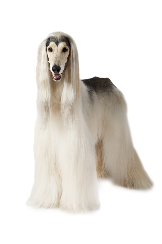 Afghan hound dog (eight years old) standing on white background