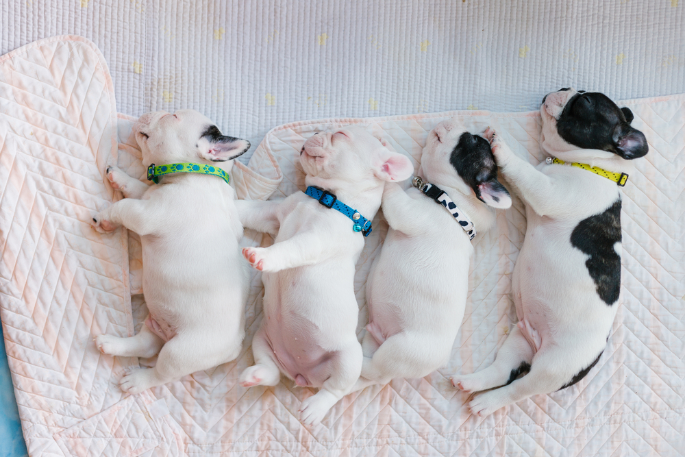 The baby french bulldog are sleeping on the bed , french bulldog