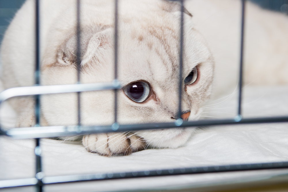 Beautiful purebred scottish cat in the cage