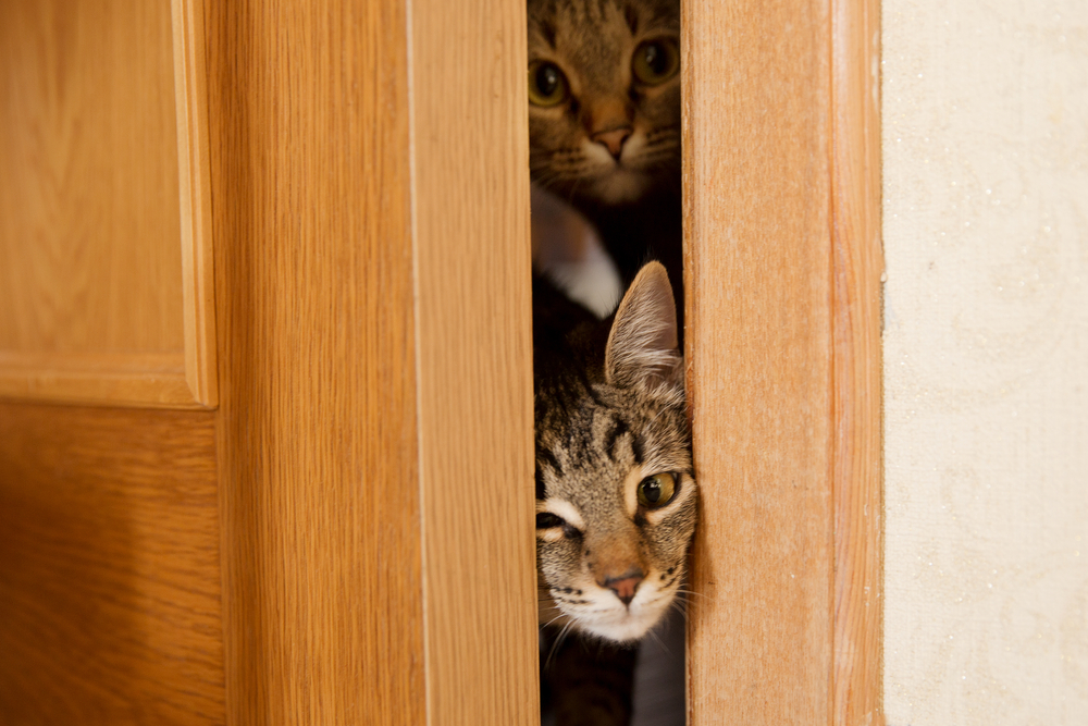 ドアから顔を出す猫たち