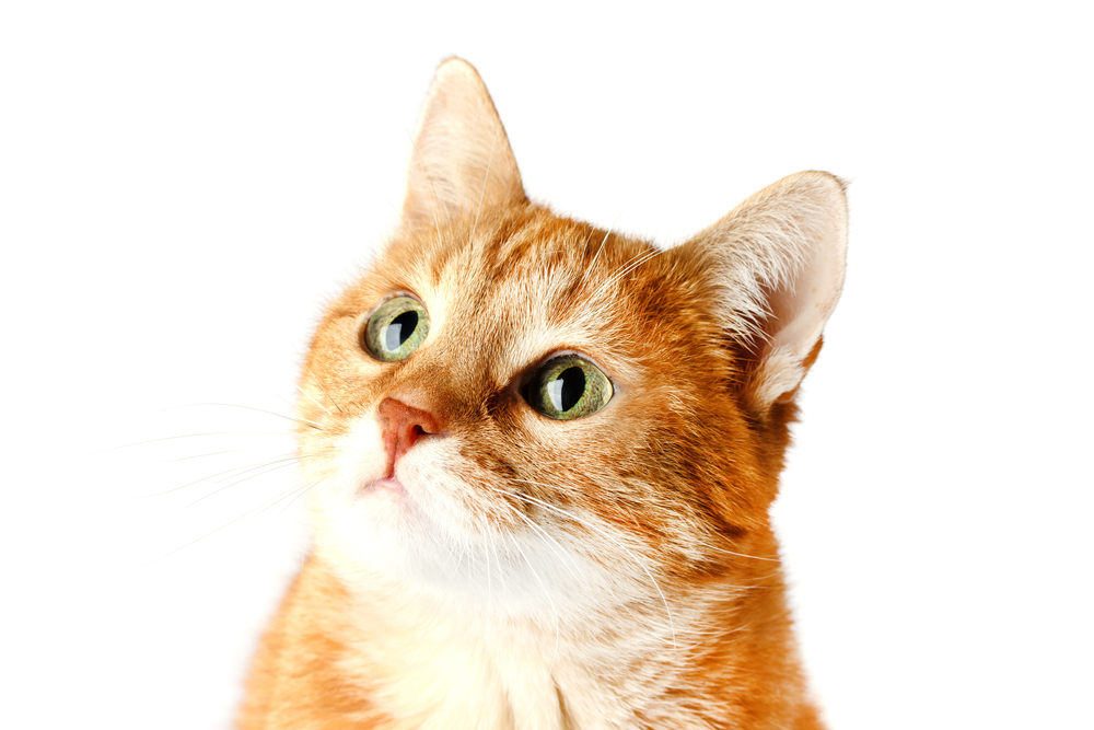 【猫のきもちが分かる！】猫耳を見て感情を知る方法を徹底解説！