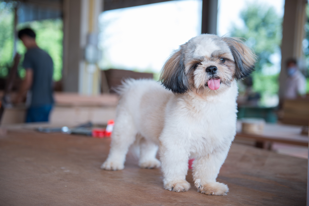 シーズー　犬