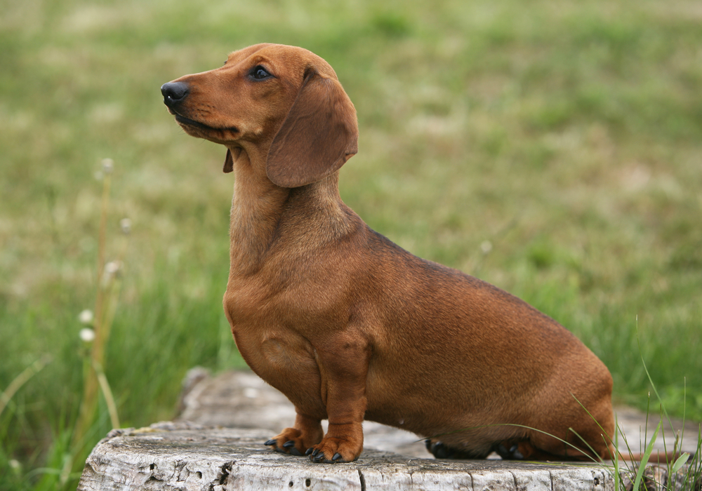 Miniature Shorthair Dachshund