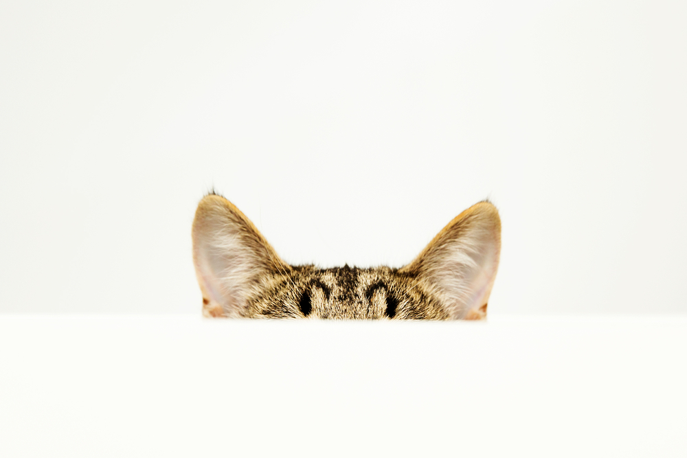 the ears of a cat, over white background