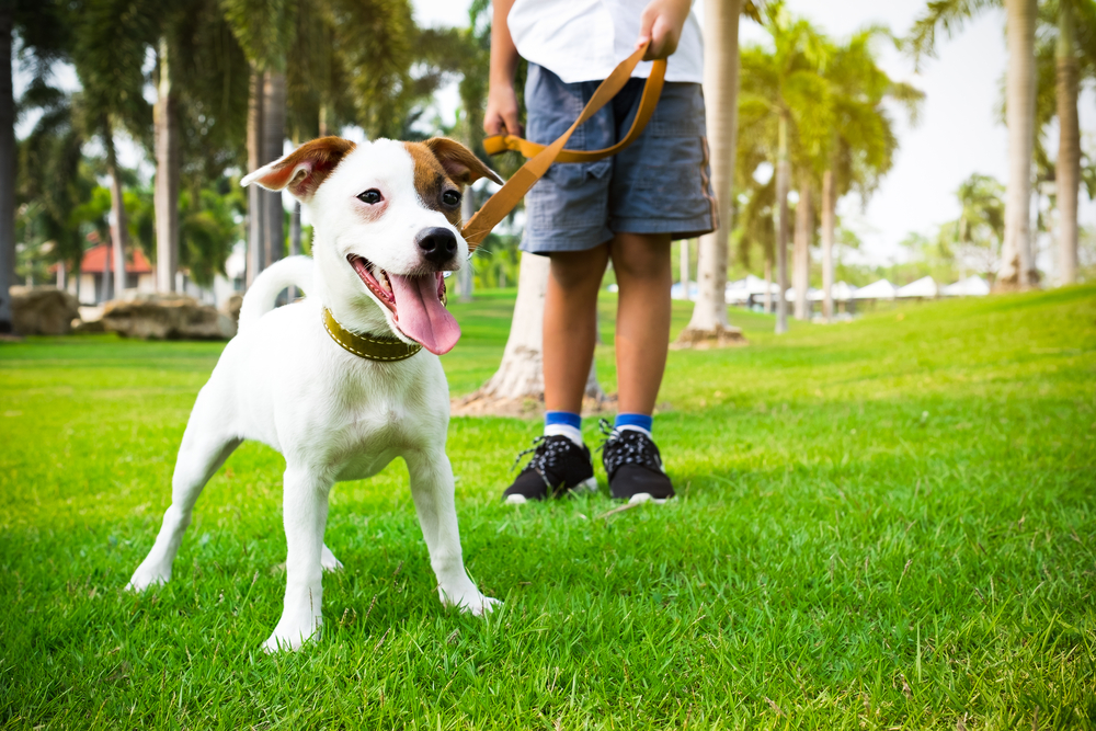 jack russell dog with owner and leather leash ready to go for a walk
