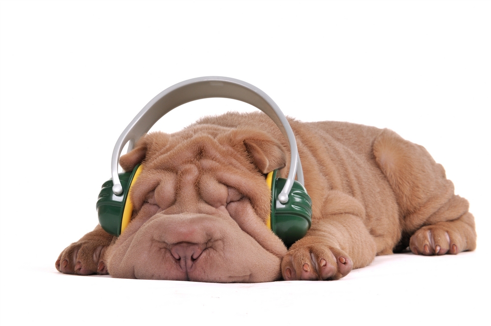 Dreaming Shar-Pei Puppy, listening to music with headphones, isolated