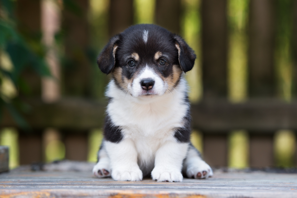 adorable tricolor corgi puppy posing outdoors