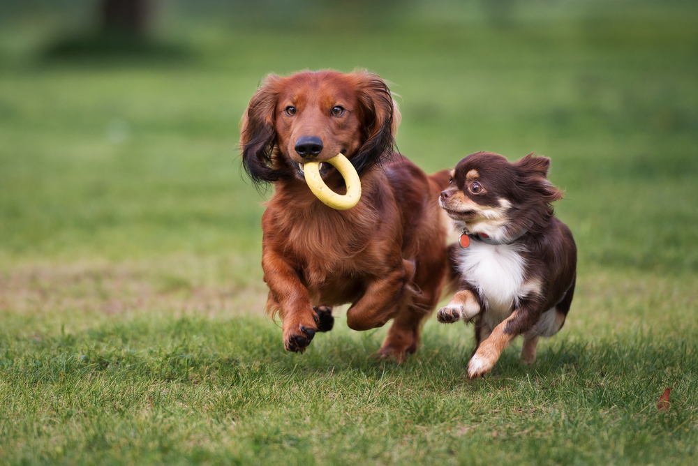 仲良く遊ぶ犬