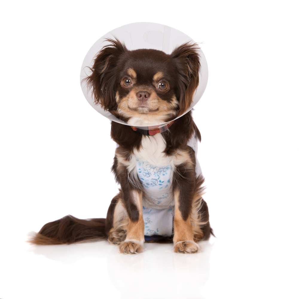 chihuahua dog in a cone and robe on white