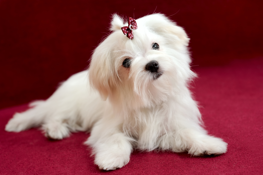 Portrait of a cute white long-haired Maltese girl on a red background. The puppy is 4 month old on the picture.